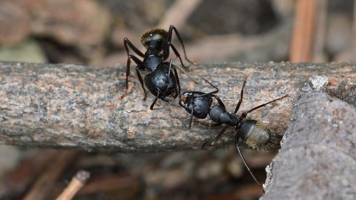 Eastern Black Carpenter Ants. Photo by Ryan Hodnett/Wikimedia Commons